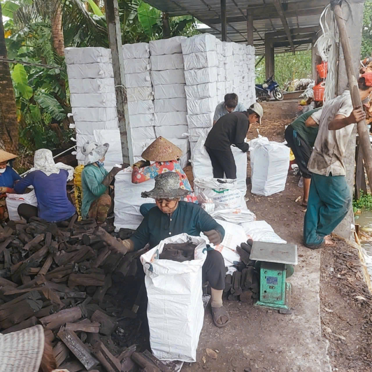 Workers sorting and packing mangrove charcoal